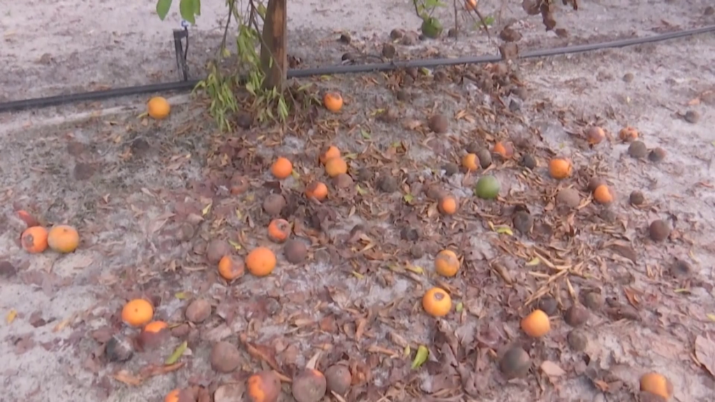 Citrus Farming Industry Suffers After A Pair Of Hurricanes - Gulfshore ...