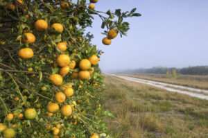 A citrus orchard in Immokalee