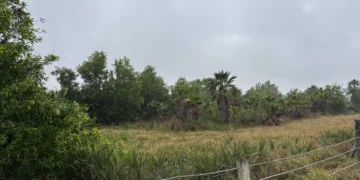 Winkler& Gladiolus farmland in south Fort Myers