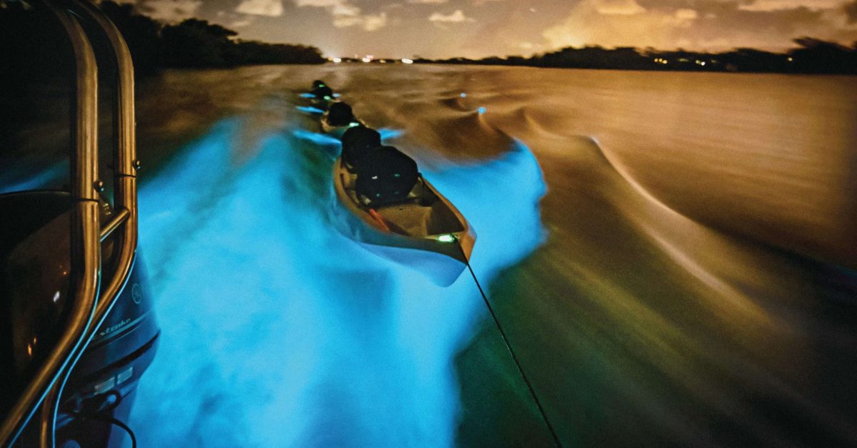 Bioluminescence Indian River Lagoon Dolphins-2