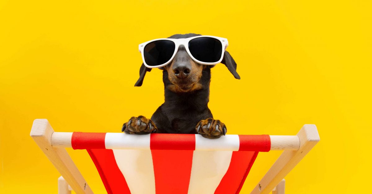 Funny dog summer. Dachshund puppy relaxing on a beach chair wearing sunglasses going on vacations. Isolated on yellow background