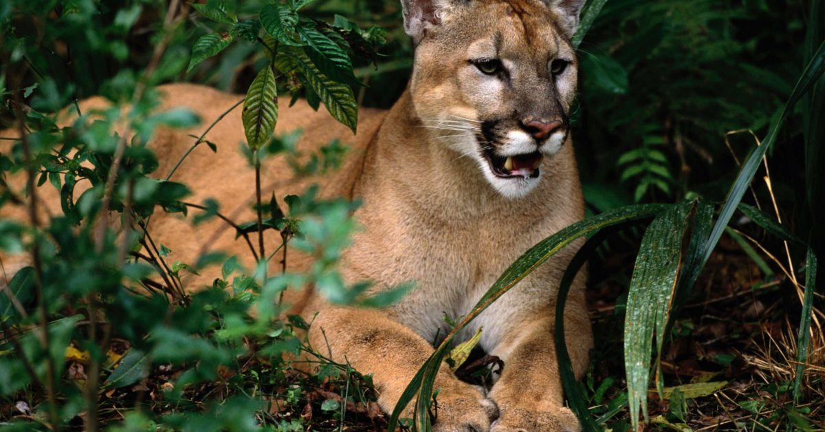 Florida panther (Felis concolor coryi) resting on ground, Florida