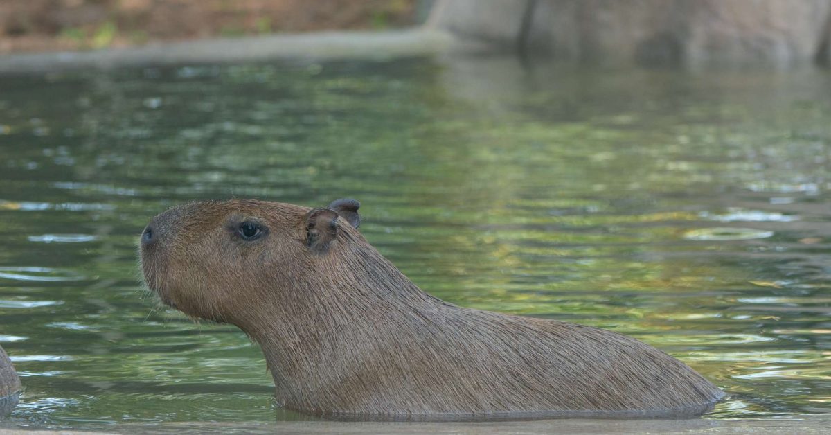 capybara4